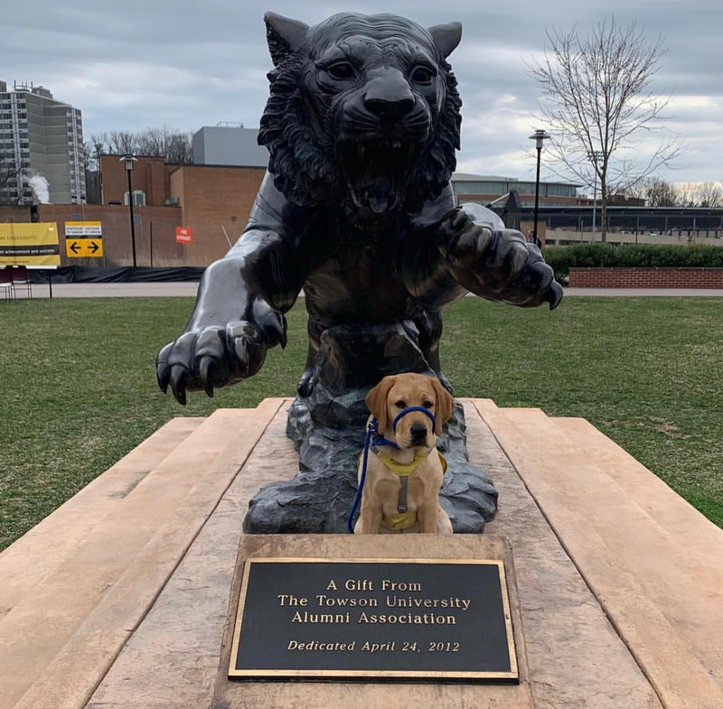 Yellow Lab Sonny sitting in front of the Towson University Mascot wearing a figure 8